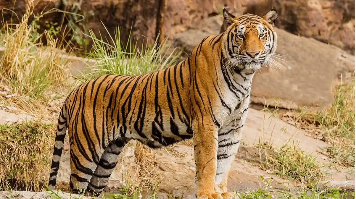 Jim Corbett National Park